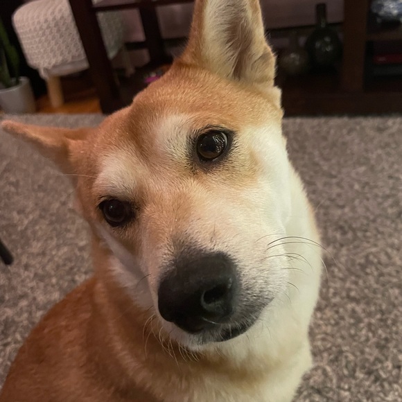 Meet your Posher, Minisocc - Picture 1 of 1